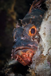 Peek-a-Boo!
Taken under the Busselton Jetty Western Aust... by Mick Tait 